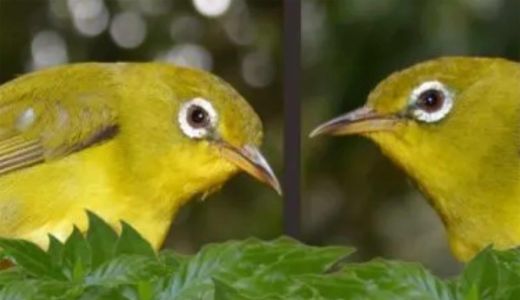 Masyarakat Wakatobi Diminta Lindungi Burung Kacamata Langka - GenPI.co SULTRA