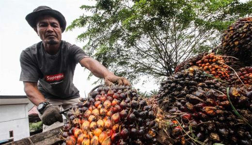 Apkasindo Sultra Tuding Ada Oknum Cari Untung Buah Sawit, Waduh - GenPI.co SULTRA