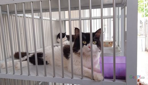 Ada Hotel Kucing di Kendari, Solusi Peliharaan Ditinggal Mudik - GenPI.co SULTRA