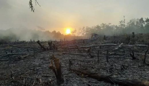 Kebakaran 0,4 Hektare Hutan dan Lahan di OKU Berhasil Diatasi - GenPI.co SUMSEL