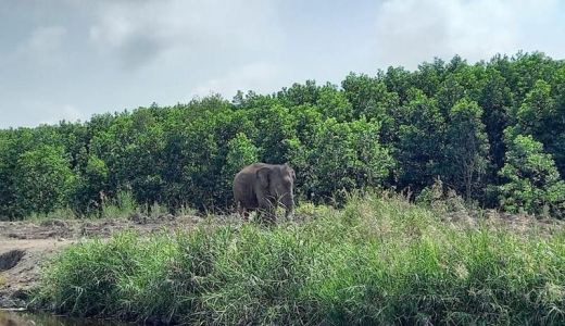 Cara BKSDA Sumsel Jaga Ekosistem Gajah Patut Diacungi Jempol, Top - GenPI.co SUMSEL