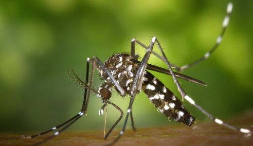 Cara Mudah Membedakan Infeksi Virus Zika dan DBD, Wajib Tahu - GenPI.co SUMSEL