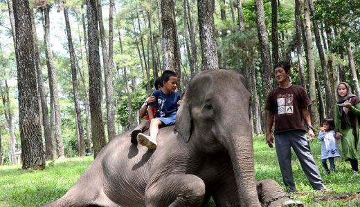 Taman Wisata Punti Kayu, Menikmati Alam di Tengah Kota Palembang - GenPI.co SUMSEL