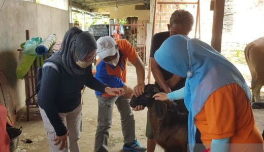 Pedagang Ternak OKU Diminta Tak Ambil Sapi dari Daerah Wabah PMK - GenPI.co SUMSEL
