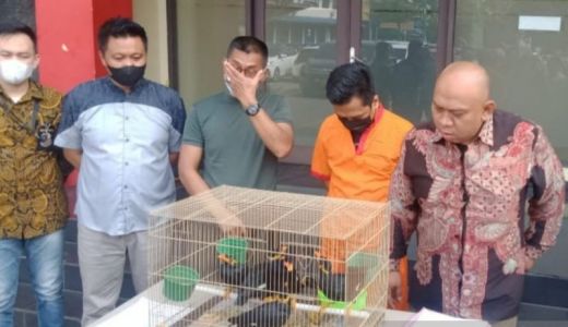 Jual Burung Beo Nias, Yoss Sugesta Ditangkap Polisi di Palembang - GenPI.co SUMSEL