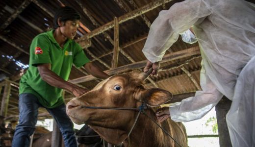 Cegah PMK, Ratusan Hewan Ternak di OKU Selatan Diberi Vaksin - GenPI.co SUMSEL