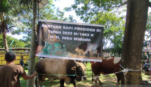 4 Kelurahan di Palembang Kebagian Daging Sapi Kurban dari Jokowi - GenPI.co SUMSEL