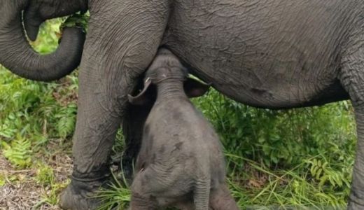 Seekor Bayi Gajah Sumatera Betina Lahir di Banyuasin, Lucunya - GenPI.co SUMSEL