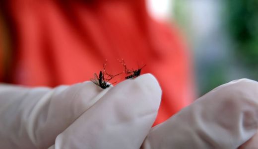 OKU Lakukan Manuver Cegah DBD, Nyamuk Aedes Aegypti Bakal Koit? - GenPI.co SUMSEL