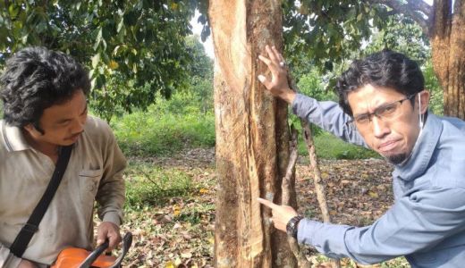 Ratusan Hektare Pohon Duku Mati, Para Petani di OKU Menjerit - GenPI.co SUMSEL