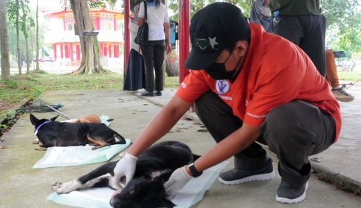 Puluhan Anjing Liar di Pulau Kemaro Palembang Divaksin Rabies - GenPI.co SUMSEL