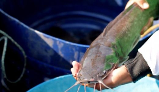 Kaya Nutrisi, Ikan Lele Ternyata Punya 5 Manfaat yang Super - GenPI.co SUMSEL