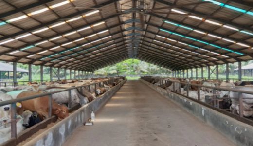 Kabar Baik, Mentan Pastikan Stok Sapi Potong di Sumut Aman - GenPI.co SUMUT