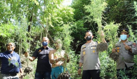 158 Batang Ganja Ditemukan di Ladang Pak Julianto - GenPI.co SUMUT