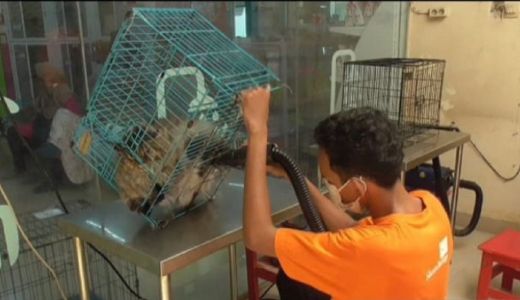 Lebaran, Kamar Hotel untuk Kucing di Medan Penuh - GenPI.co SUMUT