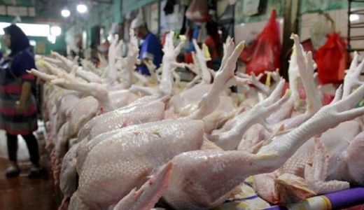 Waduh, Harga Ayam Hingga Beras di Medan Naik - GenPI.co SUMUT