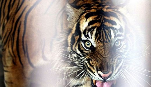 Harimau Sumatera Muncul, Warga di Madina Resah - GenPI.co SUMUT