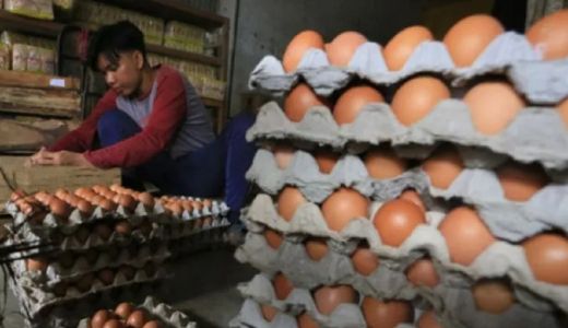 Pak Wali Kota, Harga Telur Ayam Ras di Medan Naik - GenPI.co SUMUT