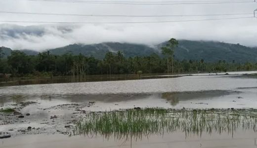 Banjir Tapsel, 30 Hektare Sawah Berubah Jadi Danau - GenPI.co SUMUT