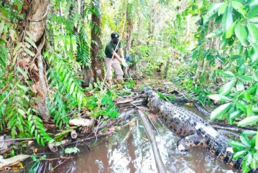 Buaya Ganas di Sampit Ngamuk, 42 Orang Jadi Korban - GenPI.co