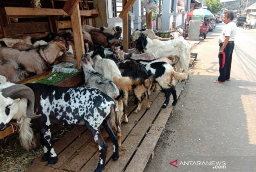 Sedih, Nenek di Cianjur Hidup Satu Atap di Kandang Kambing - GenPI.co