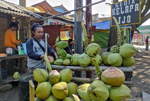 Minum Air Kelapa Bikin Segar, Tetapi Tidak Selalu Aman untuk Semua Orang - GenPI.co