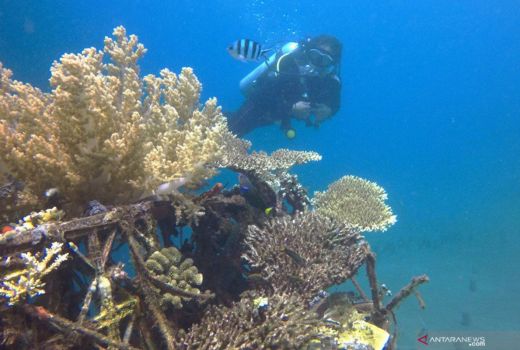 Duh, Pencurian Terumbu Karang di TN Komodo Diduga Marak Terjadi - GenPI.co