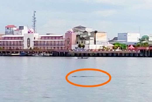 Mendadak Satwa Ganas Ini Muncul di Perairan Kota, Warga Ketakutan - GenPI.co