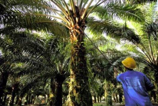 Ribuan Lahan di Kepri Kini Tak Lagi Tersandera Perusahaan Sawit - GenPI.co