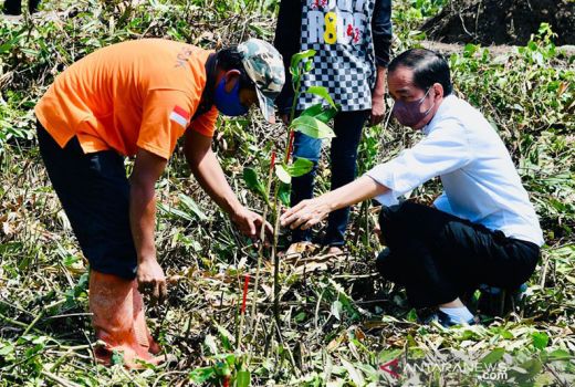 Jokowi: Hutan Mangrove di Bali Bakal dikunjungi 20 Pemimpin G20 - GenPI.co