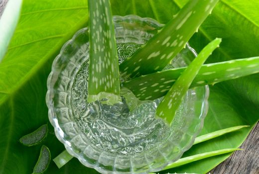 Istri Oles Gel Lidah Buaya Setiap Malam, Suami Jadi Makin Cinta - GenPI.co