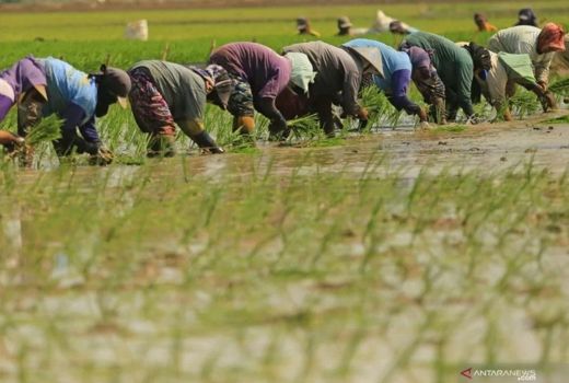 Ternyata, Cengkeraman Tengkulak Bisa Dikurangi dengan Cara Ini - GenPI.co