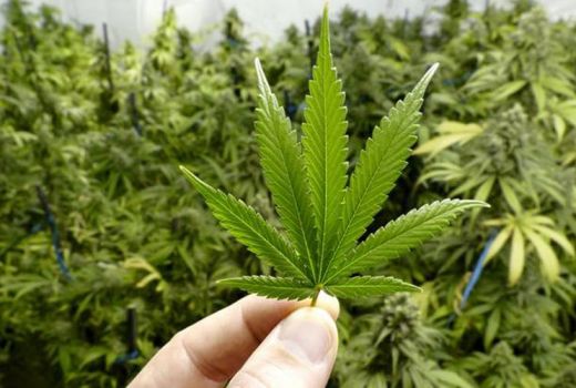 Benarkah Ganja Bisa Jadi Obat Kejang? Ini Penjelasan WHO - GenPI.co