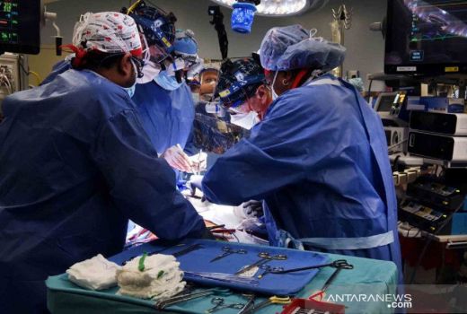 Kepala BRIN Kirim Pesan, Cangkok Organ Babi ke Manusia Menarik - GenPI.co