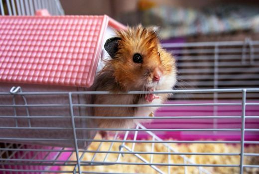 Virus Corona Membeludak di Hong Kong, Hamster Jadi Sasaran - GenPI.co