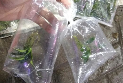 Jadi Penghias Aquarium, Anubias Mini Lebih Diminati Dibanding Sp - GenPI.co