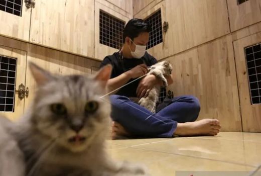 Daftar Makanan Kucing Whiskas sesuai Fase Kehidupannya - GenPI.co
