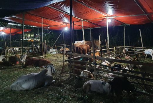 Ini Trik Khusus Agar Hewan Kurban Tak Terkena Wabah PMK - GenPI.co
