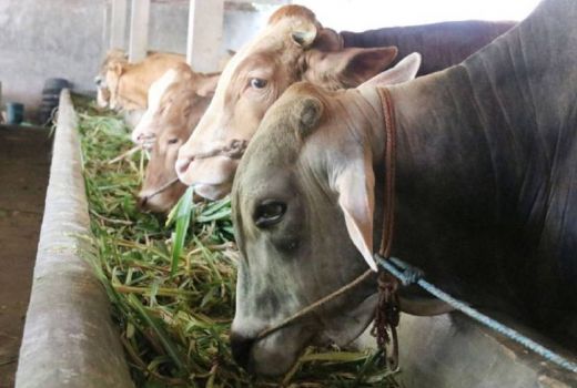 5 Musala di Bukittinggi Ditipu, Puluhan Hewan Kurban Tak Diantar - GenPI.co