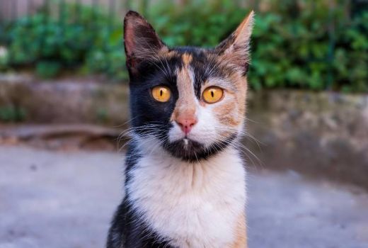 Kucing Tidak Boleh Terlalu Gemuk, Ini Bahaya Kesehatannya - GenPI.co