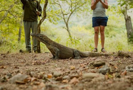 Komodo Terancam Punah, Prof Emil: NTT Pikul Tanggung Jawab Berat - GenPI.co