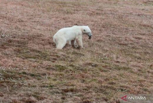 Kisah Beruang Kutub Nahas yang Diselamatkan Kebun Binatang Moscow - GenPI.co