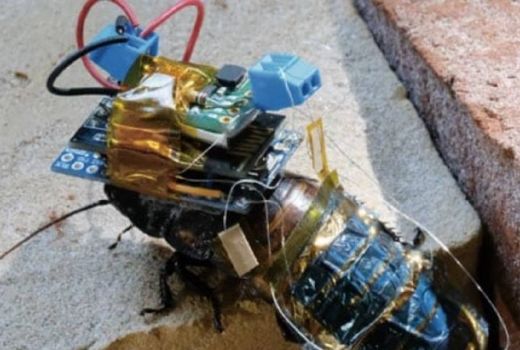 Sebuah Tim Ilmuwan Rancang Cyborg Kecoak, Manfaatnya Penting Sekali - GenPI.co