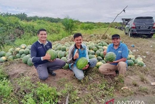 Jadi Petani Semangka, Pemuda Riau Raih Rp 40 Juta Sekali Panen - GenPI.co