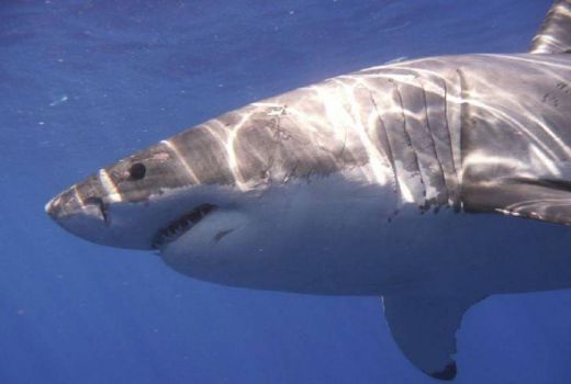 Bukan Hiu Putih, Predator Lautan Sebenarnya Berhasil Dikuak Ilmuwan! - GenPI.co