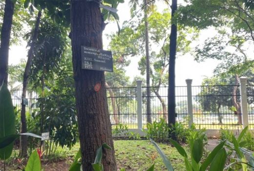 Pohon Mahoni Jadi Saksi Cintaku dengan Aldo - GenPI.co