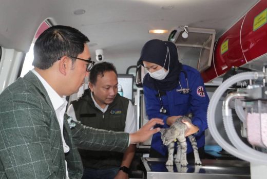 Bantu Peternak, Ridwan Kamil Luncurkan Mobil Pelayanan Veteriner Hewan - GenPI.co