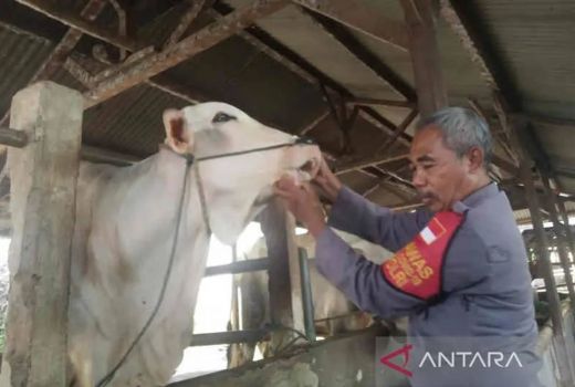 Polisi Jadi Peternak Sapi, Omzet Bisnis Ratusan Juta, Gaji Kalah Jauh - GenPI.co