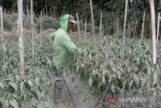 1.681 Hektare Lahan Sayuran di Magelang Terkena Abu Vulkanik Merapi - GenPI.co