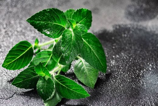 4 Manfaat Daun Tulsi untuk Kesehatan, Mencegah Diabetes dan Kolesterol Tinggi - GenPI.co